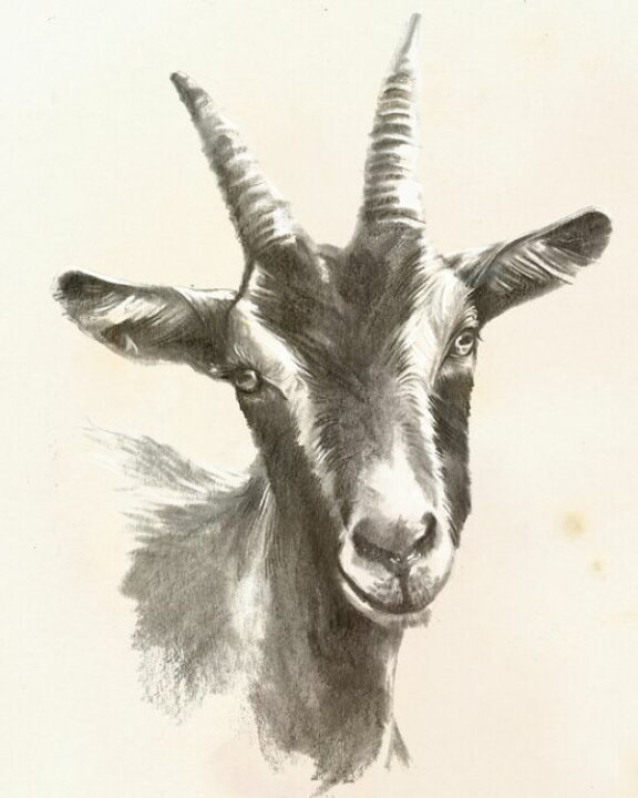 楽天市場 ヤギ 動物 デッサン スケッチ ベージュの壁紙 輸入 カスタム壁紙 Photowall Sketched Farm Portraits Ii 貼ってはがせるフリース壁紙 不織布 海外取り寄せのため1カ月程度でお届け 代引き 後払い不可 壁紙屋本舗 カベガミヤホンポ