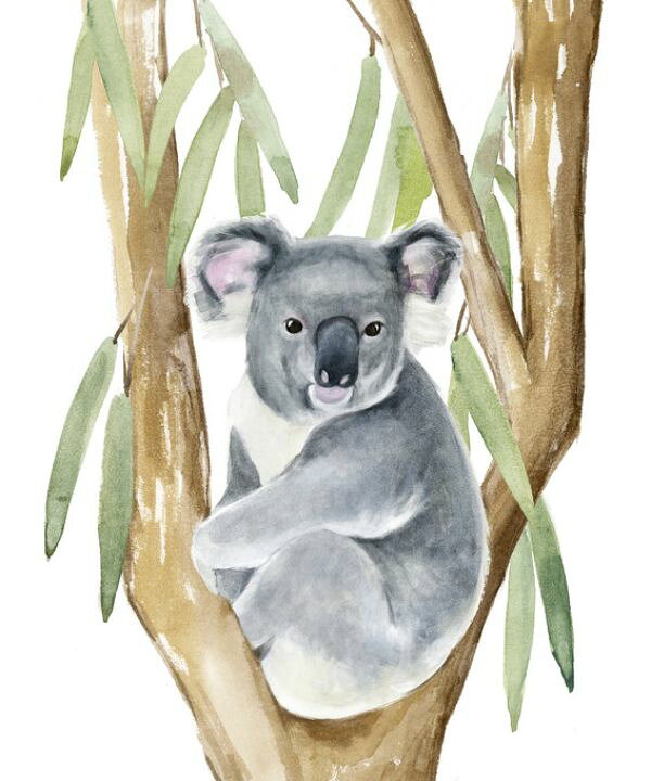 楽天市場 コアラ 動物 イラストの壁紙 輸入 カスタム壁紙 Photowall Woodland Koala 貼ってはがせるフリース壁紙 不織布 海外取り寄せのため1カ月程度でお届け 代引き 後払い不可 壁紙屋本舗 カベガミヤホンポ 楽天市場 コアラ 動物 イラストの壁紙 輸入 カスタム壁紙 Photowall Woodland Koala 貼ってはがせるフリース壁紙 不織布 海外取り寄せのため1カ月程度でお届け 代引き 後払い不可 壁紙屋本舗 カベガミヤホンポ