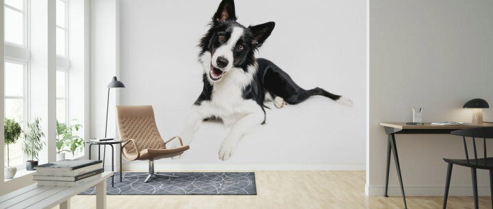 楽天市場 ボーダーコリー 犬 黒 ブラック 白 ホワイトの壁紙 輸入 カスタム壁紙 Photowall Border Collie On White Background 貼ってはがせるフリース壁紙 不織布 海外取り寄せのため1カ月程度でお届け 代引き 後払い不可 壁紙屋本舗 カベガミ