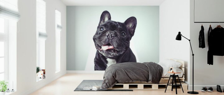楽天市場 フレンチブルドッグ 犬 はなぺちゃ 黒 ブラックの壁紙 輸入 カスタム壁紙 Photowall Happy Old French Bulldog 貼ってはがせるフリース壁紙 不織布 海外取り寄せのため1カ月程度でお届け 代引き 後払い不可 壁紙 屋本舗 カベガミヤホンポ