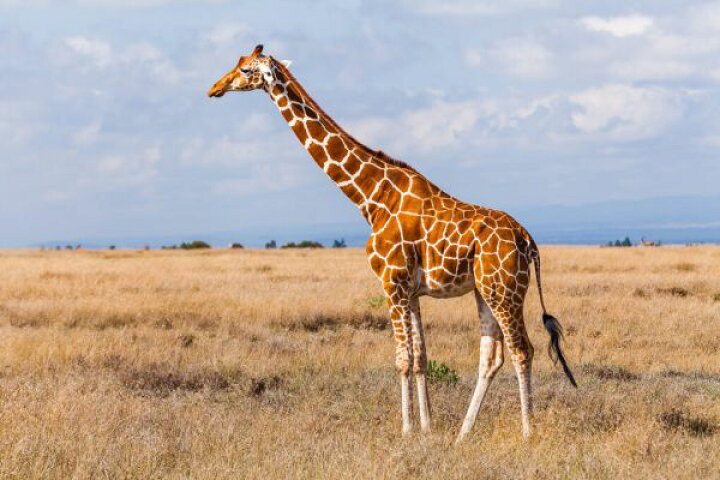 楽天市場 キリン 動物 空 サバンナの壁紙 輸入 カスタム壁紙 Photowall Giraffes In The Savannah 貼ってはがせるフリース壁紙 不織布 海外取り寄せのため1カ月程度でお届け 代引き 後払い不可 壁紙 屋本舗 カベガミヤホンポ
