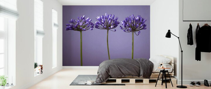 楽天市場 アフリカンリリー 花 紫 パープルの壁紙 輸入 カスタム壁紙 Photowall African Lliy 貼ってはがせるフリース壁紙 不織布 海外取り寄せのため1カ月程度でお届け 代引き 後払い不可 壁紙屋本舗 カベガミヤホンポ