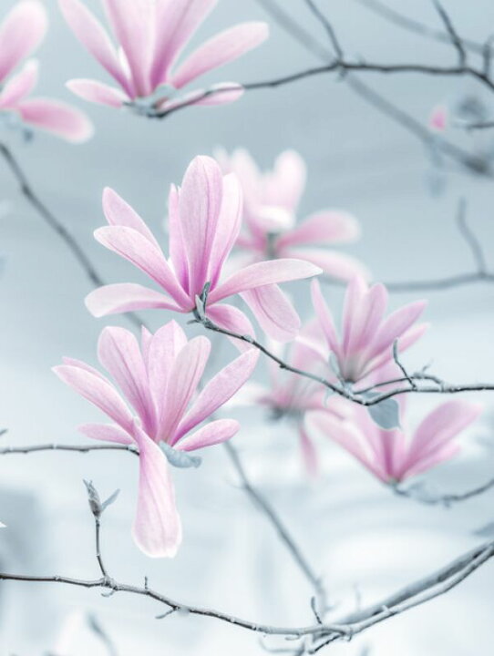 楽天市場 モクレン マグノリア 花 ピンクの壁紙 輸入 カスタム壁紙 Photowall Magnolias 貼ってはがせるフリース壁紙 不織布 海外取り寄せのため1カ月程度でお届け 代引き 後払い不可 壁紙屋本舗 カベガミヤホンポ 楽天市場 モクレン マグノリア 花 ピンクの壁紙 輸入 カスタム壁紙 Photowall Magnolias 貼ってはがせるフリース壁紙 不織布 海外取り寄せのため1カ月程度でお届け 代引き 後払い不可 壁紙屋本舗 カベガミヤホンポ