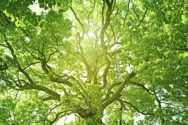 楽天市場 木 葉 木漏れ日 緑 グリーンの壁紙 輸入 カスタム壁紙 Photowall Under The Tree 貼ってはがせるフリース壁紙 不織布 海外取り寄せのため1カ月程度でお届け 代引き 後払い不可 壁紙屋本舗 カベガミヤホンポ