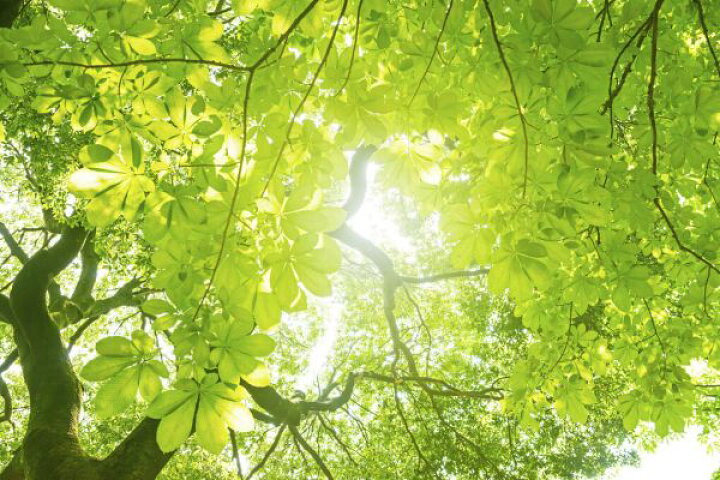 楽天市場 木 葉 木漏れ日 緑 グリーンの壁紙 輸入 カスタム壁紙 Photowall Green Tree 貼ってはがせるフリース壁紙 不織布 海外取り寄せのため1カ月程度でお届け 代引き 後払い不可 壁紙屋本舗 カベガミヤホンポ