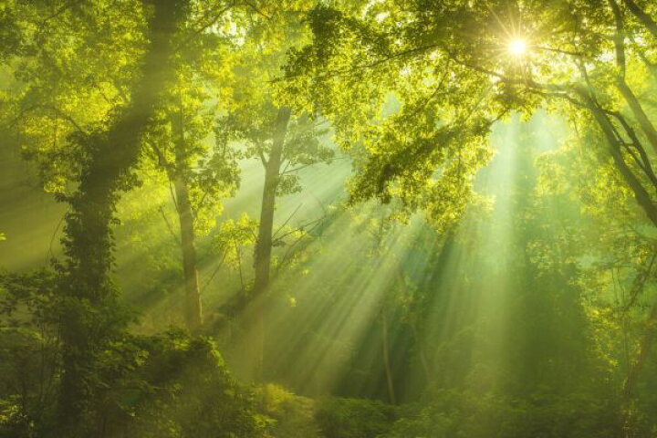 楽天市場 木 葉 木漏れ日 緑 グリーンの壁紙 輸入 カスタム壁紙 Photowall Green Forest Sunlight 貼ってはがせるフリース壁紙 不織布 海外取り寄せのため1カ月程度でお届け 代引き 後払い不可 壁紙 屋本舗 カベガミヤホンポ