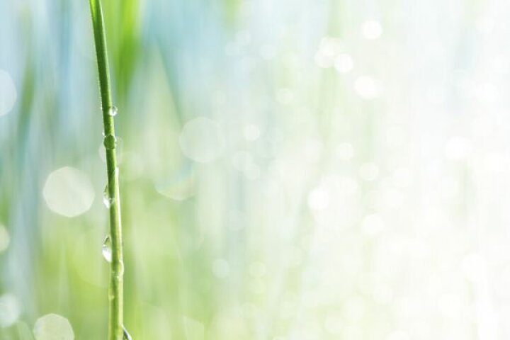 楽天市場 草 植物 水滴 しずく 緑 グリーンの壁紙 輸入 カスタム壁紙 Photowall Waterdrop On A Stalk 277 貼ってはがせるフリース壁紙 不織布 海外取り寄せのため1カ月程度でお届け 代引き 後払い不可 壁紙 屋本舗 カベガミヤホンポ