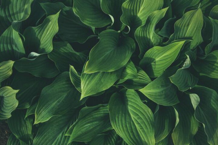 楽天市場 葉 植物 緑 グリーンの壁紙 輸入 カスタム壁紙 Photowall Plants Leaf Portrait 貼ってはがせるフリース壁紙 不織布 海外取り寄せのため1カ月程度でお届け 代引き 後払い不可 壁紙屋本舗 カベガミヤホンポ