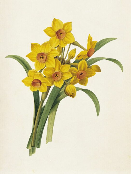 楽天市場 水仙 スイセン 花 イラスト 黄色 イエローの壁紙 輸入 カスタム壁紙 Photowall Daffodils With Flowers 貼ってはがせるフリース壁紙 不織布 海外取り寄せのため1カ月程度でお届け 代引き 後払い不可 壁紙 屋本舗 カベガミヤホンポ
