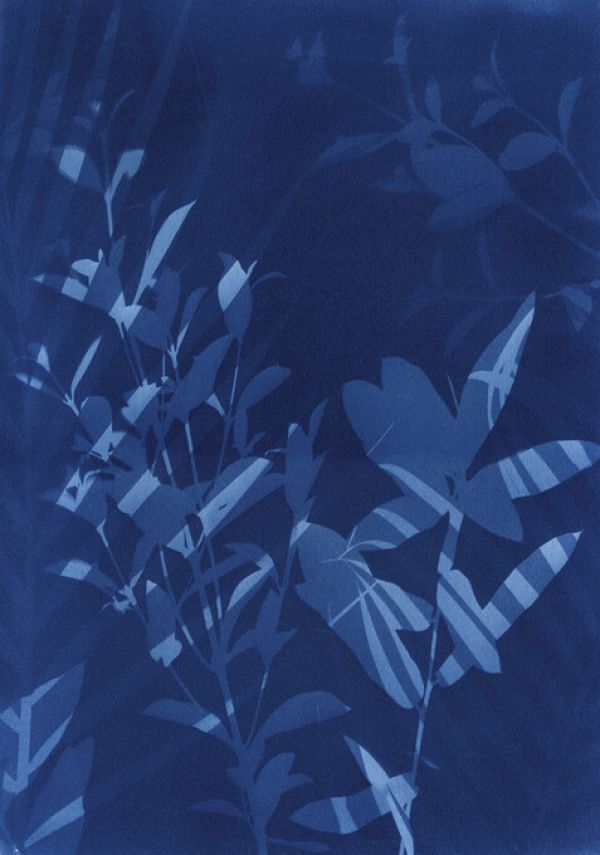 葉 トロピカル 青 ブルーの壁紙 輸入 カスタム壁紙 PHOTOWALL / Cyanotype Tropical VI (e325294) 貼ってはがせるフリース壁紙(不織布) 【海外取り寄せのため1カ月程度でお届け】 【代引き・後払い不可】