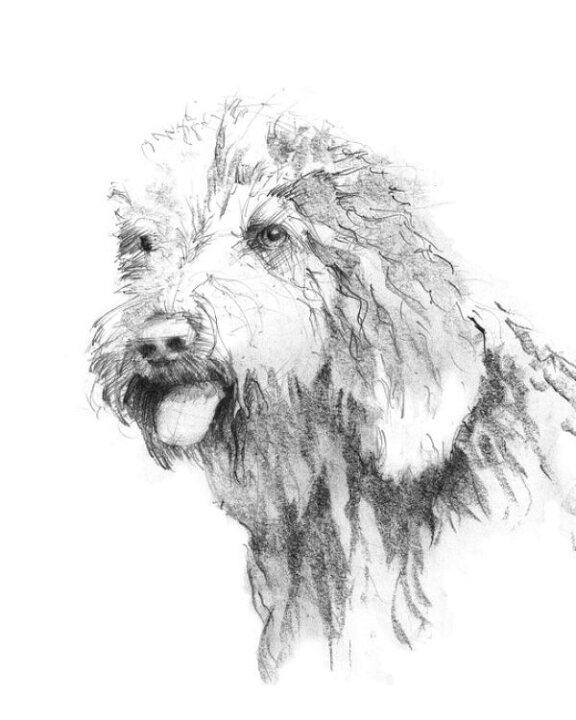 楽天市場 ゴールデンドゥードル 犬 スケッチ イラスト 白 ホワイトの壁紙 輸入 カスタム壁紙 Photowall Goldendoodle Sketch 貼ってはがせるフリース壁紙 不織布 海外取り寄せのため1カ月程度でお届け 代引き 後払い不可 壁紙屋本舗 カベガミヤ