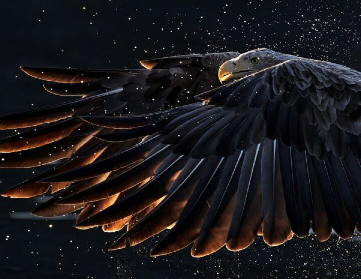 楽天市場 オジロワシ 鳥 黒 ブラックの壁紙 輸入 カスタム壁紙 Photowall White Tailed Eagle 貼ってはがせるフリース壁紙 不織布 海外取り寄せのため1カ月程度でお届け 代引き 後払い不可 壁紙屋本舗 カベガミヤホンポ
