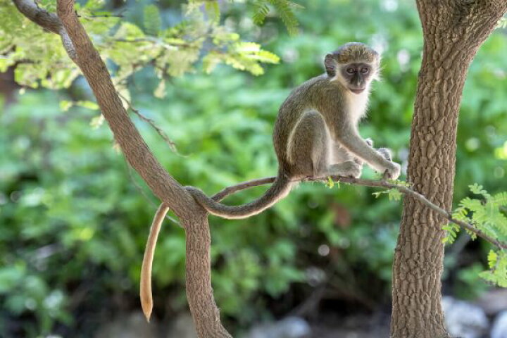 楽天市場 グリーンモンキー 猿 サル 動物 ジャングル 木の壁紙 輸入 カスタム壁紙 Photowall Green Monkey 貼ってはがせるフリース壁紙 不織布 海外取り寄せのため1カ月程度でお届け 代引き 後払い不可 壁紙 屋本舗 カベガミヤホンポ