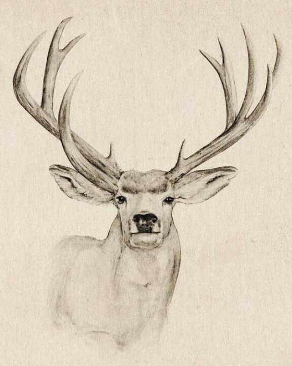楽天市場 鹿 シカ 動物 角 イラスト スケッチの壁紙 輸入 カスタム壁紙 Photowall Natural Buck I 貼ってはがせるフリース壁紙 不織布 海外取り寄せのため1カ月程度でお届け 代引き 後払い不可 壁紙屋本舗 カベガミヤホンポ