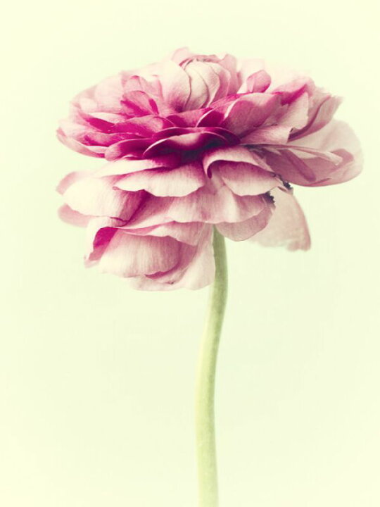 楽天市場 花 ピンクの壁紙 輸入 カスタム壁紙 Photowall Lush Botanical I 貼ってはがせるフリース壁紙 不織布 海外取り寄せのため1カ月程度でお届け 代引き 後払い不可 壁紙屋本舗 カベガミヤホンポ