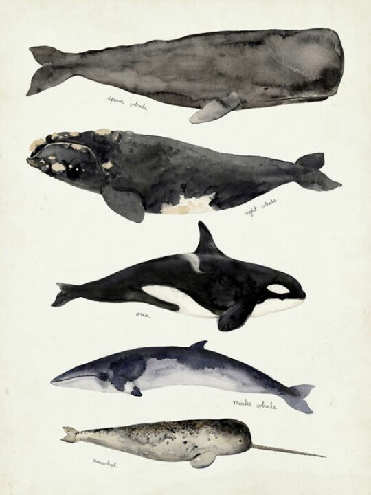 楽天市場 クジラ 動物 イラスト 種類の壁紙 輸入 カスタム壁紙 Photowall Whale Chart I 貼ってはがせるフリース壁紙 不織布 海外取り寄せのため1カ月程度でお届け 代引き 後払い不可 壁紙屋本舗 カベガミヤホンポ 楽天市場 クジラ 動物 イラスト 種類の壁紙 輸入 カスタム壁紙 Photowall Whale Chart I 貼ってはがせるフリース壁紙 不織布 海外取り寄せのため1カ月程度でお届け 代引き 後払い不可 壁紙屋本舗 カベガミヤホンポ