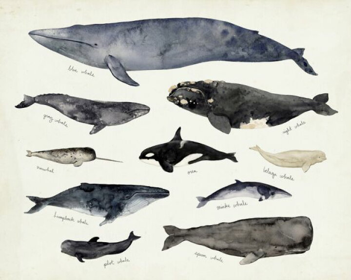 楽天市場 クジラ 動物 イラスト 種類の壁紙 輸入 カスタム壁紙 Photowall Whale Chart Iii 貼ってはがせるフリース壁紙 不織布 海外取り寄せのため1カ月程度でお届け 代引き 後払い不可 壁紙屋本舗 カベガミヤホンポ