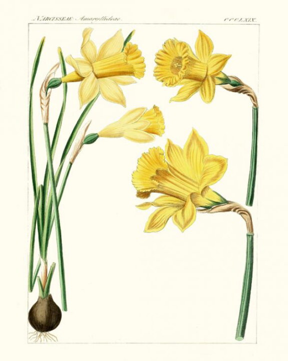 楽天市場 スイセン 花 植物 イラスト ボタニカルアート 博物画 アンティーク ビンテージの壁紙 輸入 カスタム壁紙 Photowall Bright Botanicals I 貼ってはがせるフリース壁紙 不織布 海外取り寄せのため1カ月程度でお届け 代引き 後払い不可