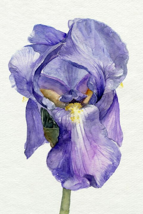楽天市場 花 アイリス 水彩画 イラスト 紫 パープルの壁紙 輸入 カスタム壁紙 Photowall Iris In Bloom Ii 貼ってはがせるフリース壁紙 不織布 海外取り寄せのため1カ月程度でお届け 代引き 後払い不可 壁紙 屋本舗 カベガミヤホンポ