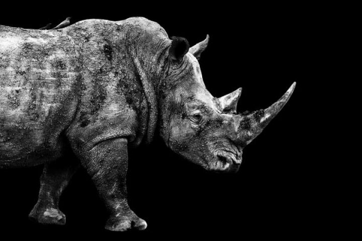 楽天市場 サイ 動物 黒 ブラック モノクロ モノトーン 白黒の壁紙 輸入 カスタム壁紙 Photowall Safari Profile Rhino 貼ってはがせるフリース壁紙 不織布 海外取り寄せのため1カ月程度でお届け 代引き 後払い不可 壁紙 屋本舗 カベガミヤホンポ