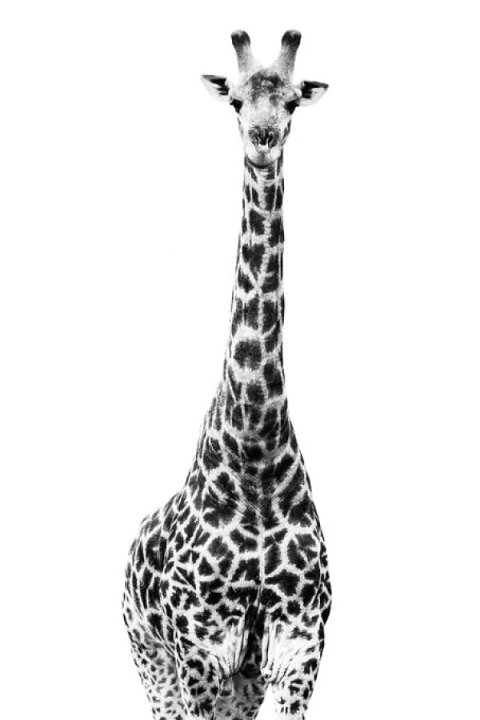 楽天市場 キリン 動物 モノクロ モノトーン 白黒の壁紙 輸入 カスタム壁紙 Photowall Safari Profile Giraffe 貼ってはがせるフリース壁紙 不織布 海外取り寄せのため1カ月程度でお届け 代引き 後払い不可 壁紙 屋本舗 カベガミヤホンポ