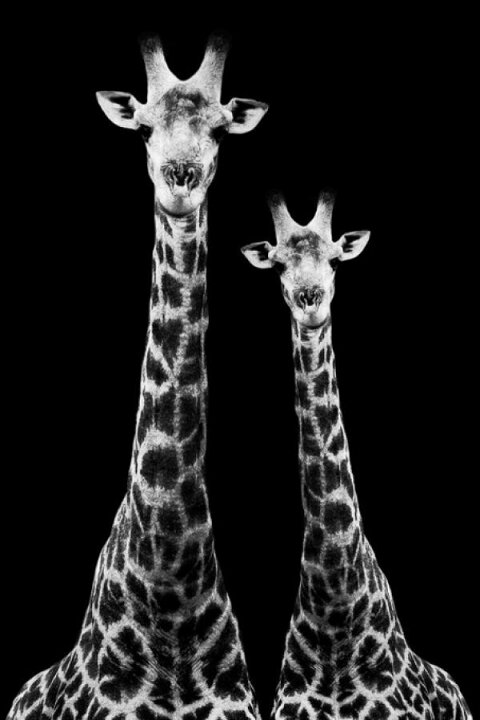 楽天市場 キリン 動物 黒 ブラック モノクロ モノトーン 白黒の壁紙 輸入 カスタム壁紙 Photowall Safari Profile Two Giraffes 貼ってはがせるフリース壁紙 不織布 海外取り寄せのため1カ月程度でお届け 代引き 後払い不可 壁紙屋本舗