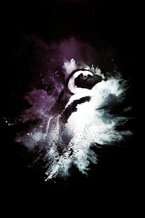 楽天市場 ペンギン 動物 黒 ブラックの壁紙 輸入 カスタム壁紙 Photowall Wild Explosion The Pinguin 貼ってはがせるフリース壁紙 不織布 海外取り寄せのため1カ月程度でお届け 代引き 後払い不可 壁紙 屋本舗 カベガミヤホンポ 楽天市場 ペンギン 動物 黒 ブラックの壁紙 輸入 カスタム壁紙 Photowall Wild Explosion The Pinguin 貼ってはがせるフリース壁紙 不織布 海外取り寄せのため1カ月程度でお届け 代引き 後払い不可 壁紙 屋本舗 カベガミヤホンポ