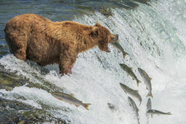 楽天市場 熊 クマ 動物 サケ 魚 川の壁紙 輸入 カスタム壁紙 Photowall Perfect Fishing Spot 貼ってはがせるフリース壁紙 不織布 海外取り寄せのため1カ月程度でお届け 代引き 後払い不可 壁紙屋本舗 カベガミヤホンポ