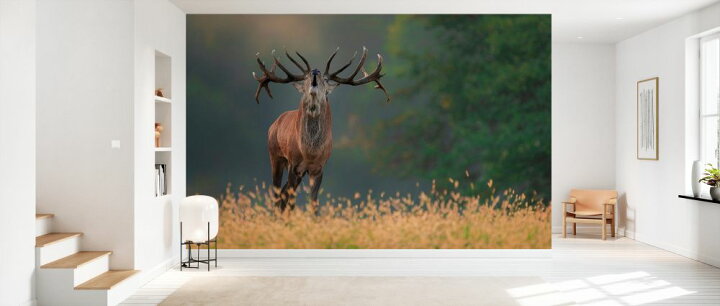 楽天市場 鹿 シカ 動物 角の壁紙 輸入 カスタム壁紙 Photowall Deer Wedding Song 貼ってはがせるフリース壁紙 不織布 海外取り寄せのため1カ月程度でお届け 代引き 後払い不可 壁紙屋本舗 カベガミヤホンポ