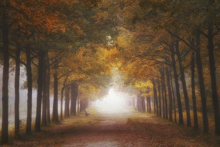 楽天市場 木 並木道 秋の壁紙 輸入 カスタム壁紙 Photowall Foggy Autumn Dream 貼ってはがせるフリース壁紙 不織布 海外取り寄せのため1カ月程度でお届け 代引き 後払い不可 壁紙屋本舗 カベガミヤホンポ