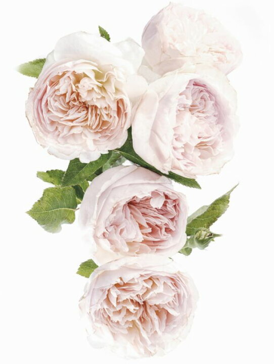 楽天市場 バラ 花 ピンクの壁紙 輸入 カスタム壁紙 Photowall David Austin Cascade 貼ってはがせるフリース壁紙 不織布 海外取り寄せのため1カ月程度でお届け 代引き 後払い不可 壁紙屋本舗 カベガミヤホンポ