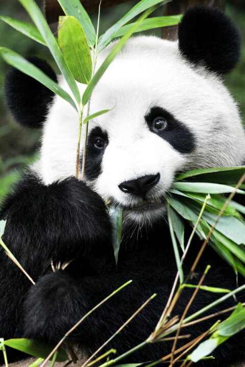 楽天市場 パンダ 動物の壁紙 輸入 カスタム壁紙 Photowall Giant Panda 貼ってはがせるフリース壁紙 不織布 海外取り寄せのため1カ月程度でお届け 代引き 後払い不可 壁紙屋本舗 カベガミヤホンポ