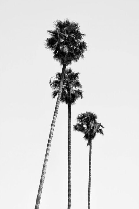 楽天市場 ヤシの木 モノトーン モノクロの壁紙 輸入 カスタム壁紙 Photowall Black California Hollywood Palm Trees 貼ってはがせるフリース壁紙 不織布 海外取り寄せのため1カ月程度でお届け 代引き 後払い不可 壁紙屋本舗 カベガミヤホンポ