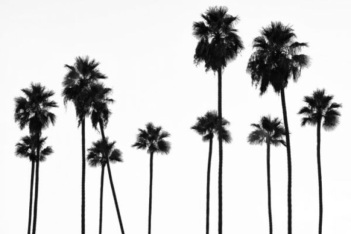 楽天市場 ヤシの木 モノトーン モノクロの壁紙 輸入 カスタム壁紙 Photowall Black California Palm Trees L A 貼ってはがせるフリース壁紙 不織布 海外取り寄せのため1カ月程度でお届け 代引き 後払い不可 壁紙 屋本舗 カベガミヤホンポ