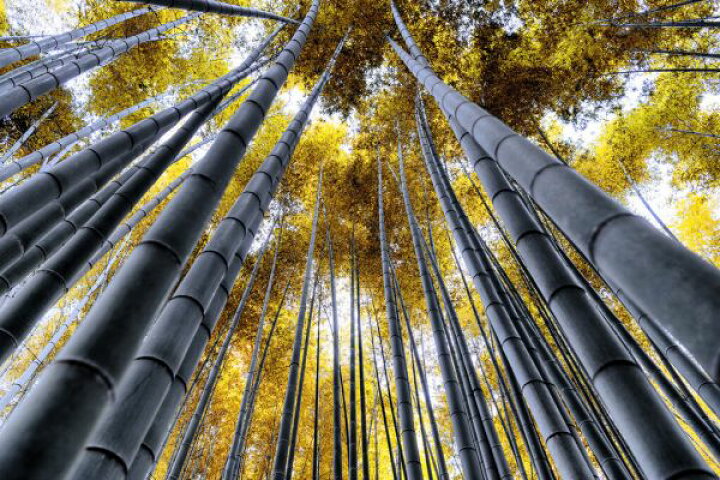楽天市場 京都 竹林 竹の壁紙 輸入 カスタム壁紙 Photowall Japan Rising Sun Bamboo Forest Kyoto 貼ってはがせるフリース壁紙 不織布 海外取り寄せのため1カ月程度でお届け 代引き 後払い不可 壁紙 屋本舗 カベガミヤホンポ