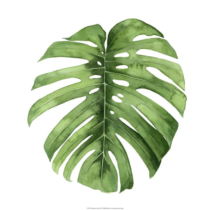 楽天市場 モンステラ 葉 ボタニカル トロピカル 緑 グリーンの壁紙 輸入 カスタム壁紙 Photowall Rainforest Jewel 貼ってはがせるフリース壁紙 不織布 海外取り寄せのため1カ月程度でお届け 代引き 後払い不可 壁紙 屋本舗 カベガミヤホンポ