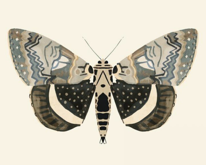 楽天市場 蛾 ガ イラスト ベージュの壁紙 輸入 カスタム壁紙 Photowall Neutral Moth 貼ってはがせるフリース壁紙 不織布 海外取り寄せのため1カ月程度でお届け 代引き 後払い不可 壁紙屋本舗 カベガミヤホンポ