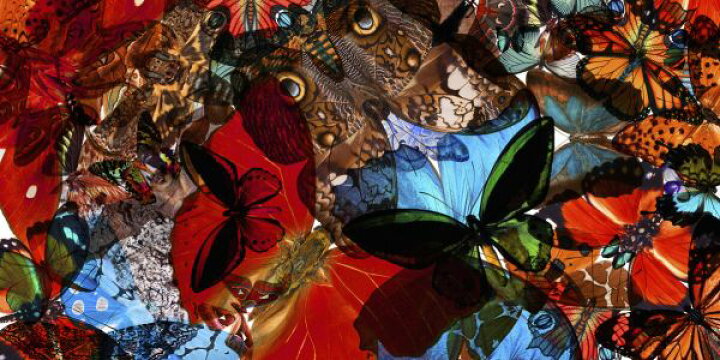 楽天市場 蝶 ちょうちょ コラージュ ビビッド 赤 レッド サイケデリックの壁紙 輸入 カスタム壁紙 Photowall Lunch Wall 299 貼ってはがせるフリース壁紙 不織布 海外取り寄せのため1カ月程度でお届け 代引き 後払い不可 壁紙 屋本舗 カベガミヤホンポ