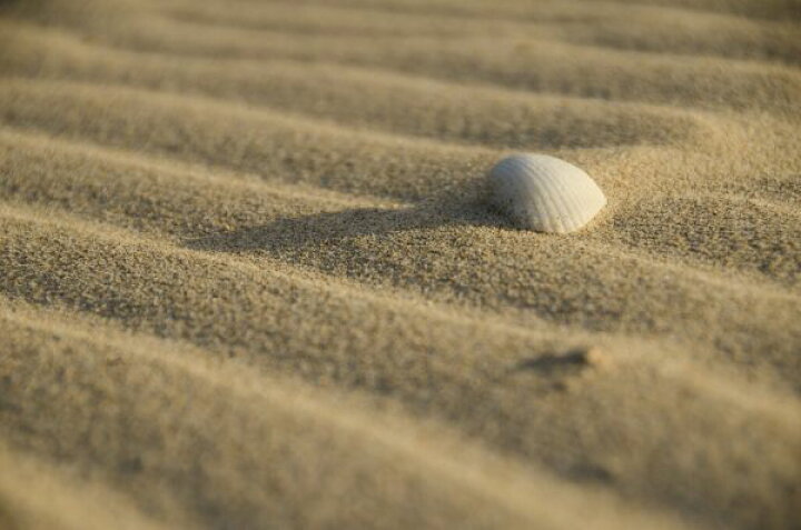 楽天市場 砂浜 砂 貝 シェルの壁紙 輸入 カスタム壁紙 Photowall Sand And Shell 貼ってはがせるフリース壁紙 不織布 海外取寄せ商品 代引き 後払い不可 壁紙屋本舗 カベガミヤホンポ