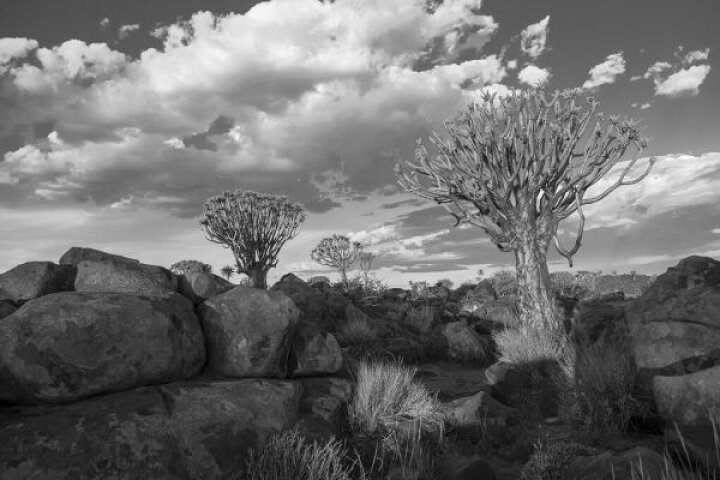 楽天市場 空 雲 岩 木 モノクロ 風景の壁紙 輸入 カスタム壁紙 Photowall Rocks And Trees Bw 貼ってはがせるフリース壁紙 不織布 海外取寄せ商品 代引き 後払い不可 壁紙屋本舗 カベガミヤホンポ