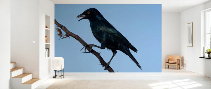楽天市場 カラス 鳥の壁紙 輸入 カスタム壁紙 Photowall American Crow 貼ってはがせるフリース壁紙 不織布 海外取寄せ商品 代引き 後払い不可 壁紙屋本舗 カベガミヤホンポ 楽天市場 カラス 鳥の壁紙 輸入 カスタム壁紙 Photowall American Crow 貼ってはがせるフリース壁紙 不織布 海外取寄せ商品 代引き 後払い不可 壁紙屋本舗 カベガミヤホンポ