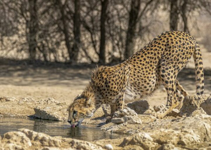 楽天市場 チーター 動物 水辺の壁紙 輸入 カスタム壁紙 Photowall Cheetah Drinking Ii 貼ってはがせるフリース壁紙 不織布 海外取寄せ商品 代引き 後払い不可 壁紙屋本舗 カベガミヤホンポ