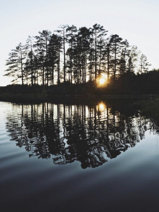 楽天市場 水辺 木 光 太陽 シルエット 写真の壁紙 輸入 カスタム壁紙 Photowall Reflected Summer 貼ってはがせるフリース壁紙 不織布 海外取寄せ商品 代引き 後払い不可 壁紙屋本舗 カベガミヤホンポ