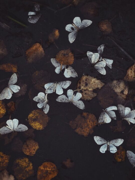 楽天市場 蝶 落ち葉 葉 写真の壁紙 輸入 カスタム壁紙 Photowall Seasonal Melancholia 貼ってはがせるフリース壁紙 不織布 海外取寄せ商品 代引き 後払い不可 壁紙屋本舗 カベガミヤホンポ