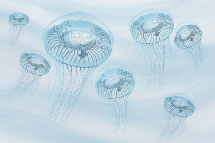 楽天市場 クラゲ 水色 ブルーの壁紙 輸入 カスタム壁紙 Photowall Jellyfishes 貼ってはがせるフリース壁紙 不織布 海外取寄せ商品 代引き 後払い不可 壁紙屋本舗 カベガミヤホンポ