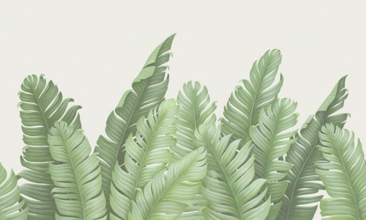 楽天市場 トロピカル ボタニカル 葉 イラスト ハワイアン 緑 グリーンの壁紙 輸入 カスタム壁紙 Photowall Majestic Leaves Cream And Sage 貼ってはがせるフリース壁紙 不織布 海外取寄せ商品 代引き 後払い不可 壁紙屋本舗 カベガミヤホンポ