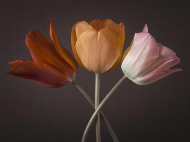 楽天市場 チューリップ 花 黒 ブラックの壁紙 輸入 カスタム壁紙 Photowall Three Tulips Ii 貼ってはがせるフリース壁紙 不織布 海外取寄せ商品 代引き 後払い不可 壁紙屋本舗 カベガミヤホンポ 楽天市場 チューリップ 花 黒 ブラックの壁紙 輸入 カスタム壁紙 Photowall Three Tulips Ii 貼ってはがせるフリース壁紙 不織布 海外取寄せ商品 代引き 後払い不可 壁紙屋本舗 カベガミヤホンポ