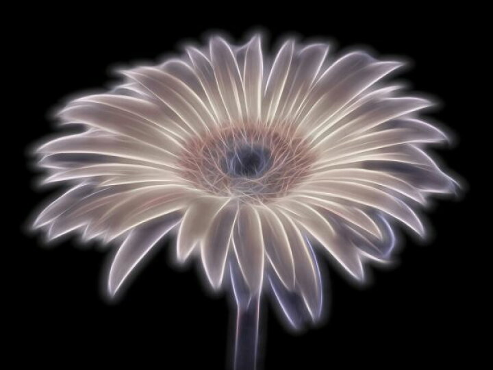 楽天市場 ガーベラ 花 光 黒 ブラック ピンクの壁紙 輸入 カスタム壁紙 Photowall Gerbera Flower 貼ってはがせるフリース壁紙 不織布 海外取寄せ商品 代引き 後払い不可 壁紙屋本舗 カベガミヤホンポ