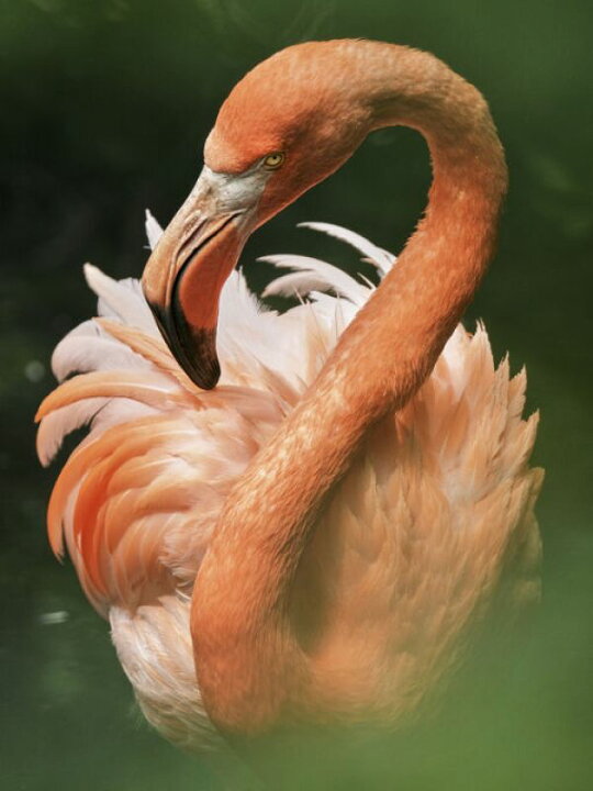 楽天市場 フラミンゴ 鳥 写真 ピンクの壁紙 輸入 カスタム壁紙 Photowall Giraffititan Astronaut 貼ってはがせるフリース壁紙 不織布 海外取寄せ商品 代引き 後払い不可 壁紙屋本舗 カベガミヤホンポ 楽天市場 フラミンゴ 鳥 写真 ピンクの壁紙 輸入 カスタム壁紙 Photowall Giraffititan Astronaut 貼ってはがせるフリース壁紙 不織布 海外取寄せ商品 代引き 後払い不可 壁紙屋本舗 カベガミヤホンポ