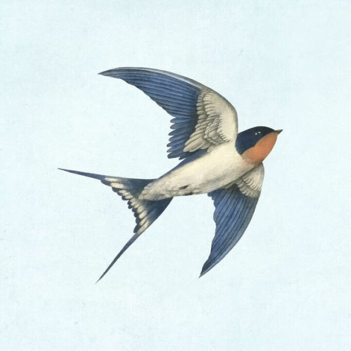 楽天市場 つばめ 鳥 イラスト 水色 青 ブルーの壁紙 輸入 カスタム壁紙 Photowall Barn Swallow On Blue 貼ってはがせるフリース壁紙 不織布 海外取寄せ商品 代引き 後払い不可 壁紙屋本舗 カベガミヤホンポ